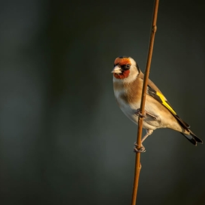 Redwell   20 01 2017   D3s (103 Of 180).jpg